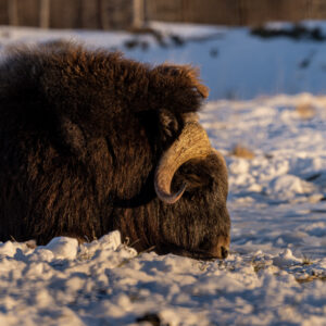 Musk Ox sleeping in the snow with the sun shining on his face