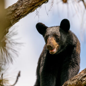 Black Bear standing high up in a long leaf pine tree in Central Florida