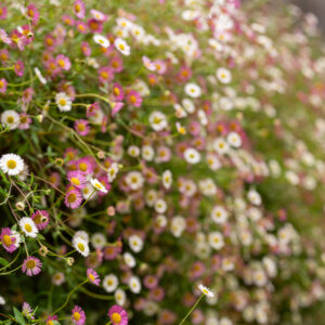 Close up of a Wildflower Wall featuring white an pink daisy like flowers