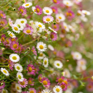 Close up of a Wildflower Wall featuring white an pink daisy like flowers