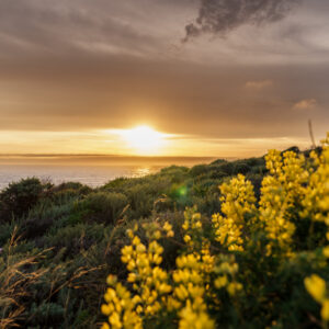 Sunset on the coast of Big Sur in California with yellow wildflowers in the foreground