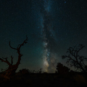 Silhouettes of trees with the Milky Way providing the backdrop