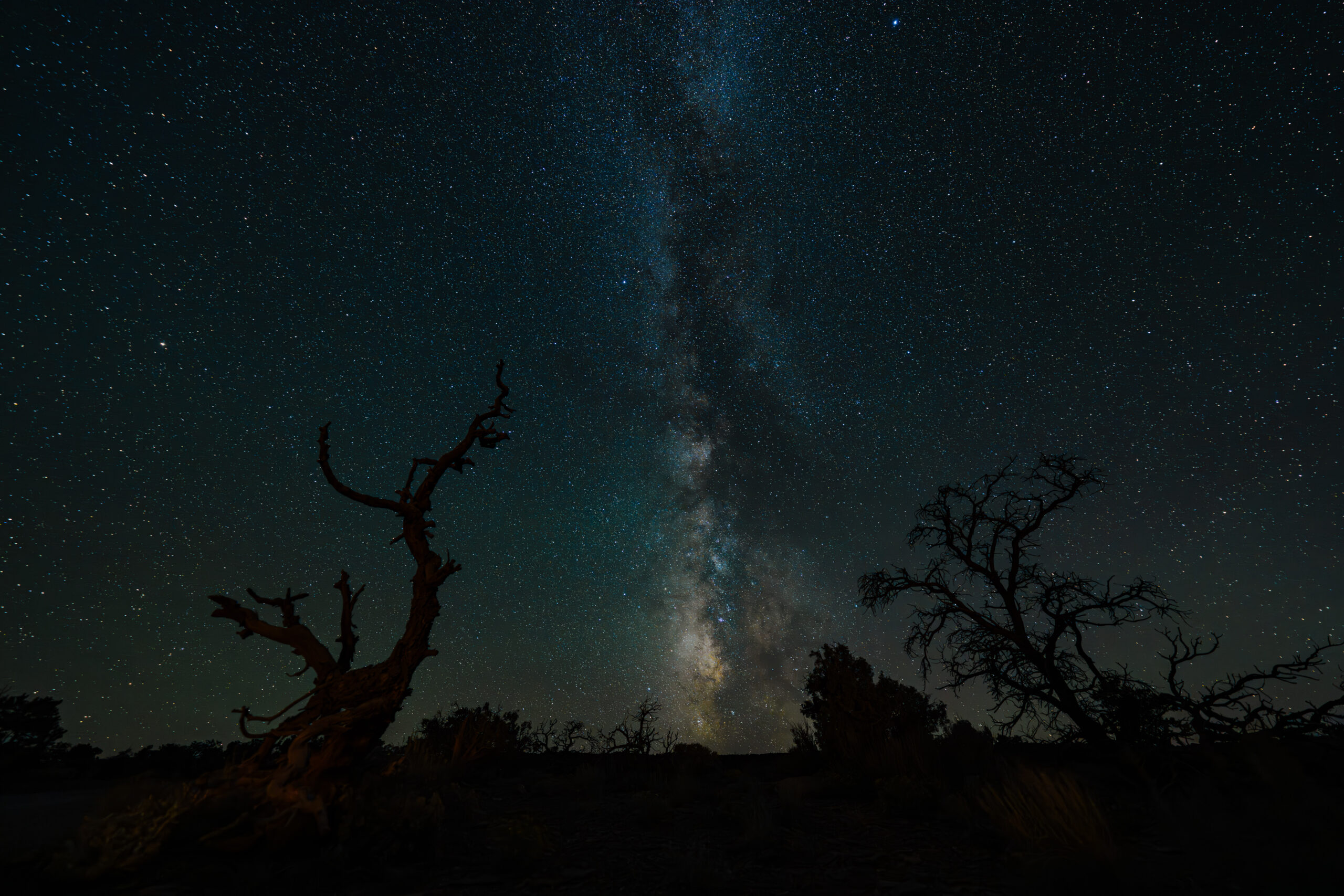 Silhouettes of trees with the Milky Way providing the backdrop