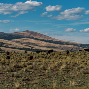 Cows grazing in open field with rolling mountains behind