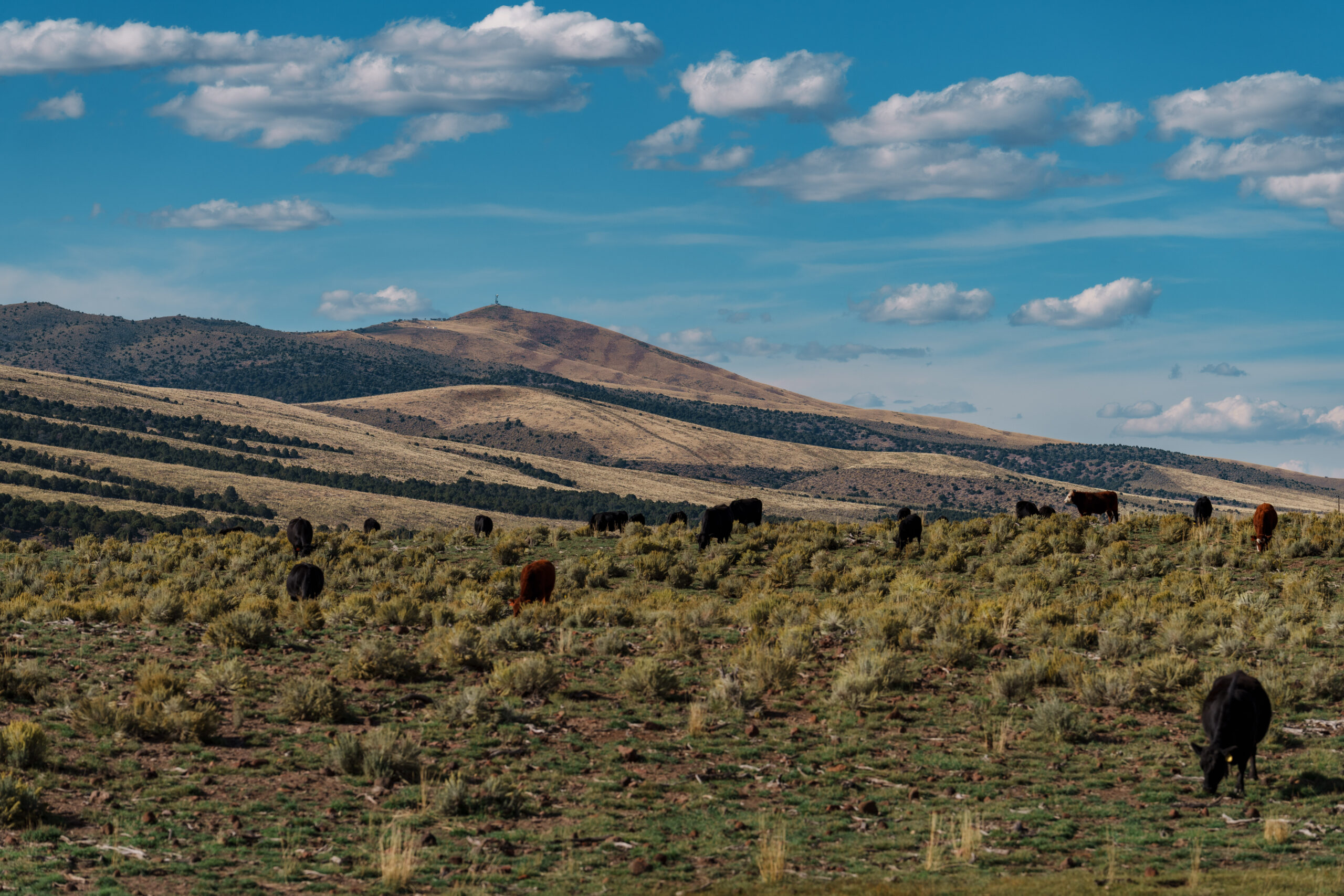 Cows grazing in open field with rolling mountains behind