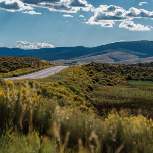 Vibrant roadside in Capitol Reef National Park in Southern Utah featuring bright yellow wildflowers lining the roadside with a mountain backdrop