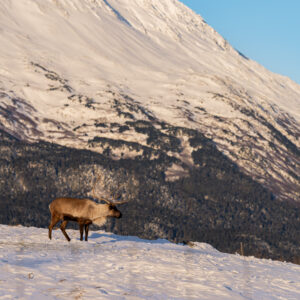 Lone Caribou standing snow with large mountain backdrop during sunset