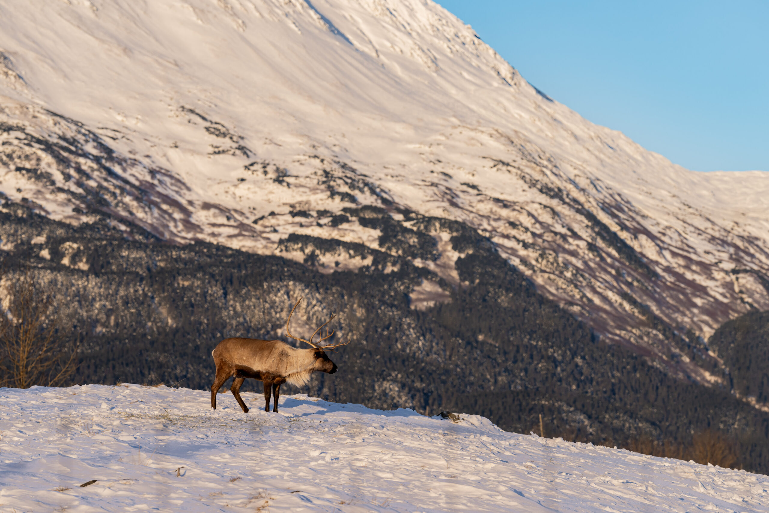Lone Caribou standing snow with large mountain backdrop during sunset