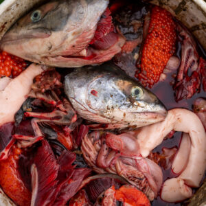 Bucket of salmon trimmings including the head, guts, and eggs