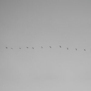 Flock of geese flying by in unison in black and white