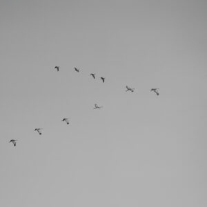 Mixed flock of Sandhill Cranes and Cackler Geese flying in a V formation high over the Yukon Delta National Wildlife Refuge in Southwest Alaska