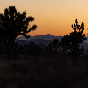Joshua Tree Silhouettes