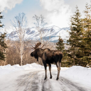 Bull Moose standing tall in park in Anchorage, Alaska