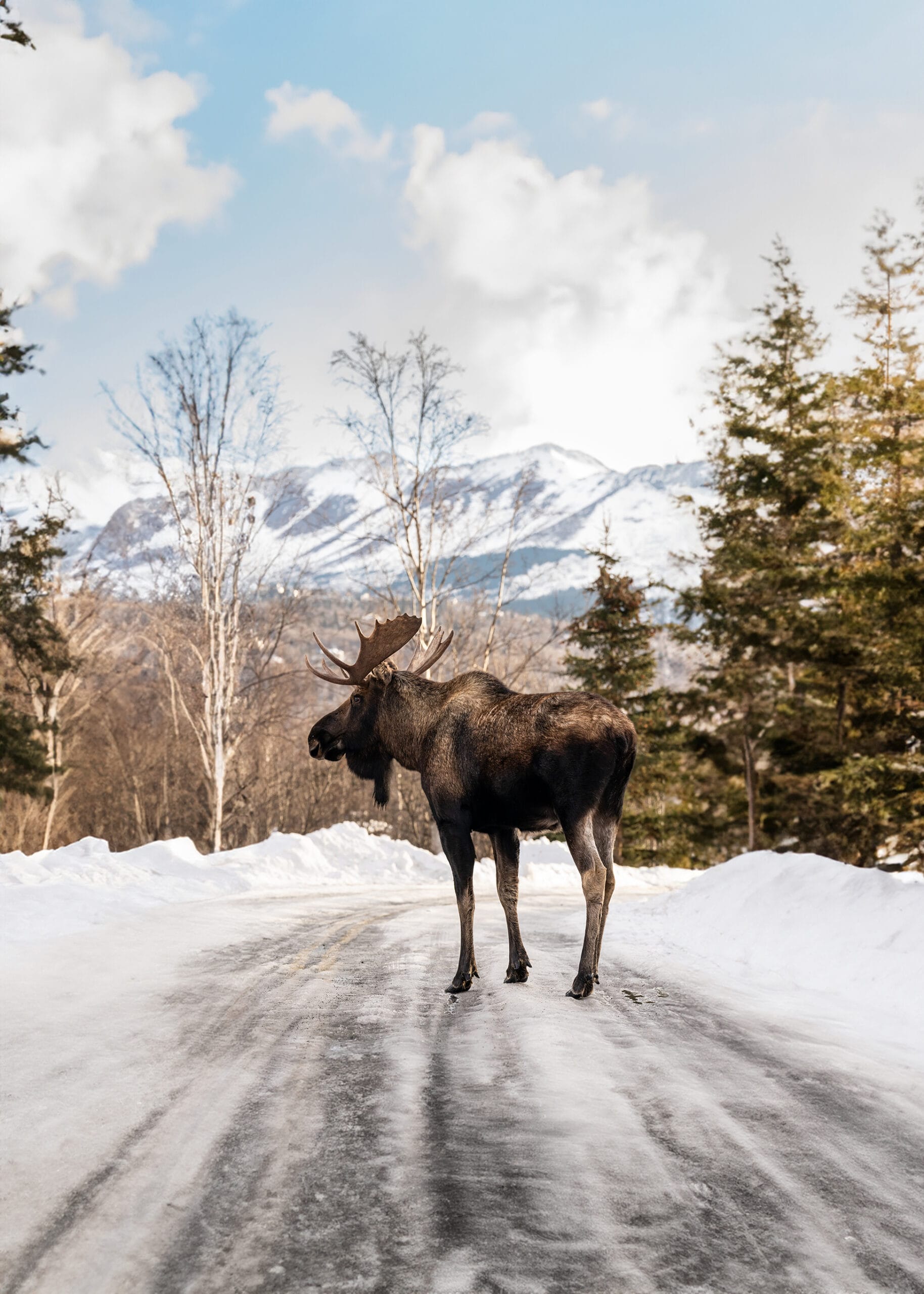 Bull Moose standing tall in park in Anchorage, Alaska