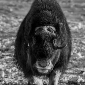 Lone Musk Ox charging towards camera with snow on the ground