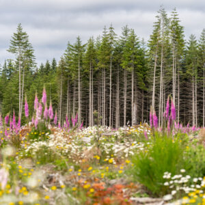 Tall pine trees behind field of wildflowers