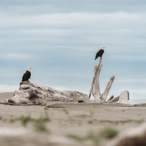 Bald Eagles sitting atop a washed up log on the beach during the early morning in the Pacific Northwest