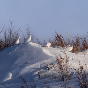 Group of Ptarmigan sitting on snow bluff on the Alaskan tundra during winter