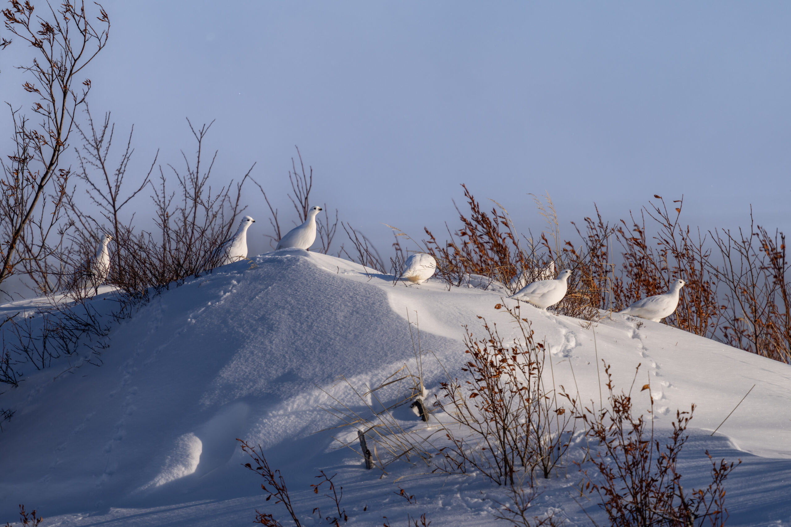 Group of Ptarmigan sitting on snow bluff on the Alaskan tundra during winter