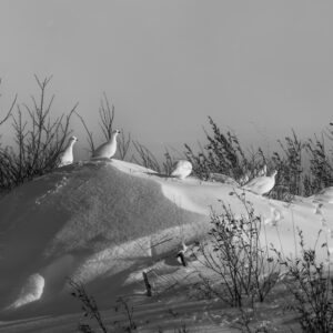 Flock of ptarmigans sitting on snow bluff during winter in Bethel, Alaska