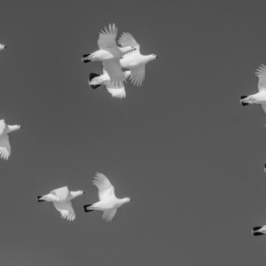 Ptarmigan Flock in Black & White flying low over Bethel, Alaska during winter