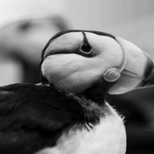Up close profile of a Puffin in black and white