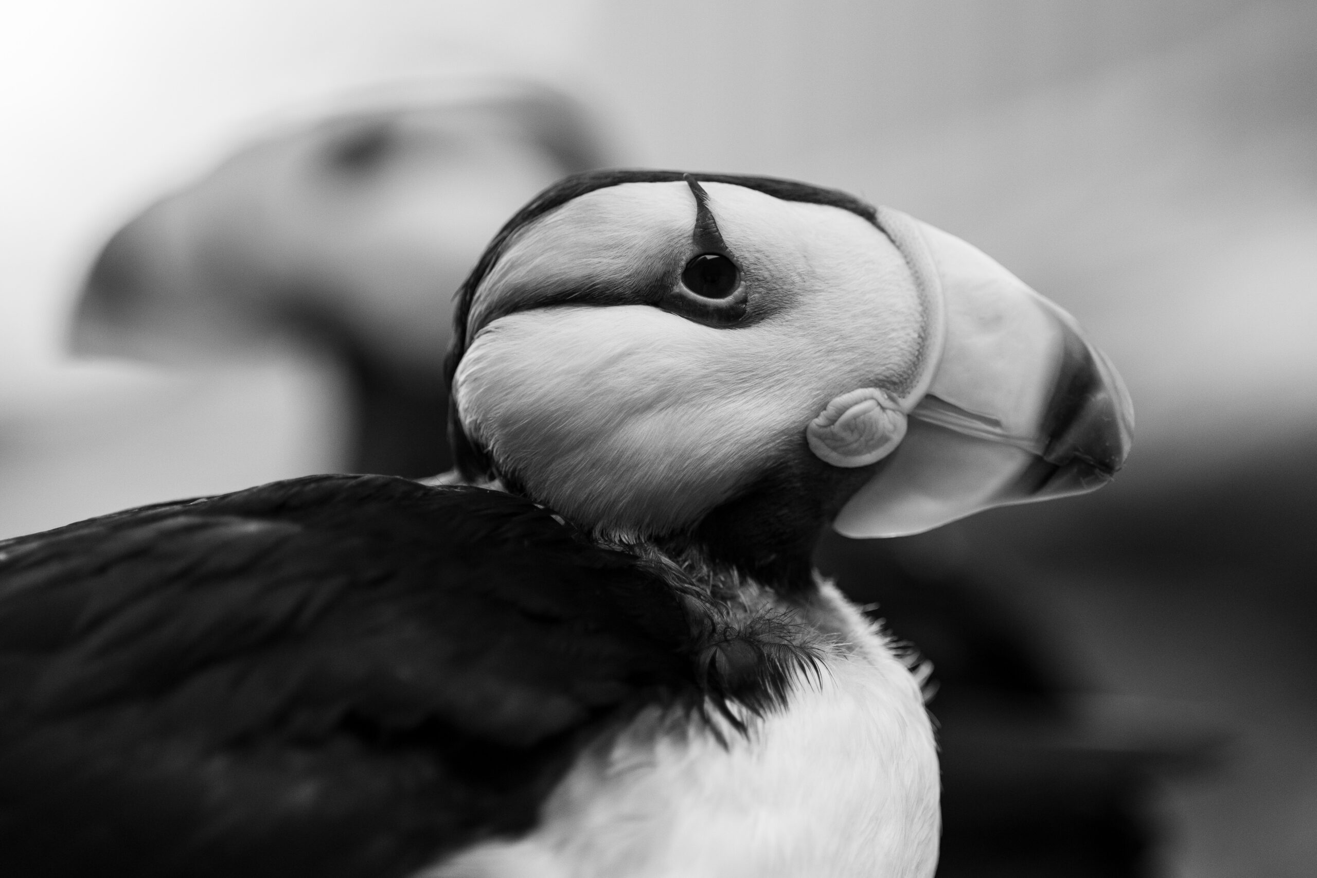 Up close profile of a Puffin in black and white