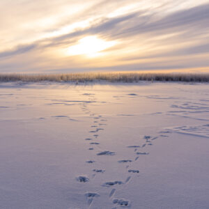 Moose Tracks in snow walking across frozen river with vibrant sunset