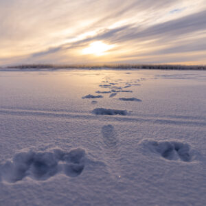 Moose Tracks in snow walking across frozen river with vibrant sunset