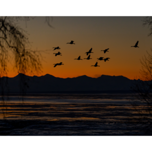 Sandhill Cranes flying by during vibrant sunset over the mountains at Turnagain Arm in Alaska