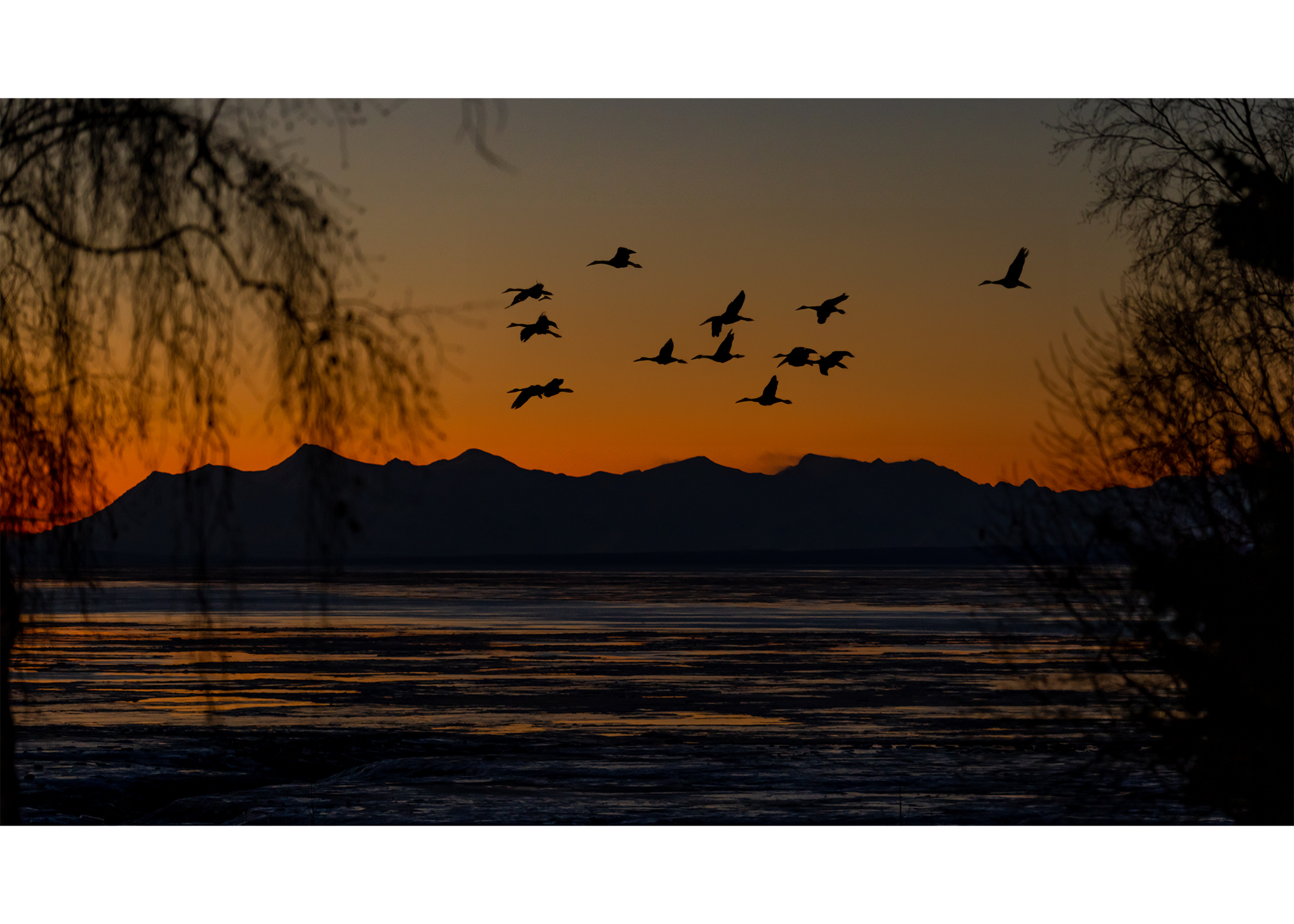Sandhill Cranes flying by during vibrant sunset over the mountains at Turnagain Arm in Alaska