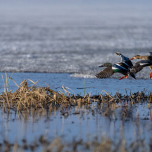 Northern Shoveler pair landing on a icy lake during spring in Alaska