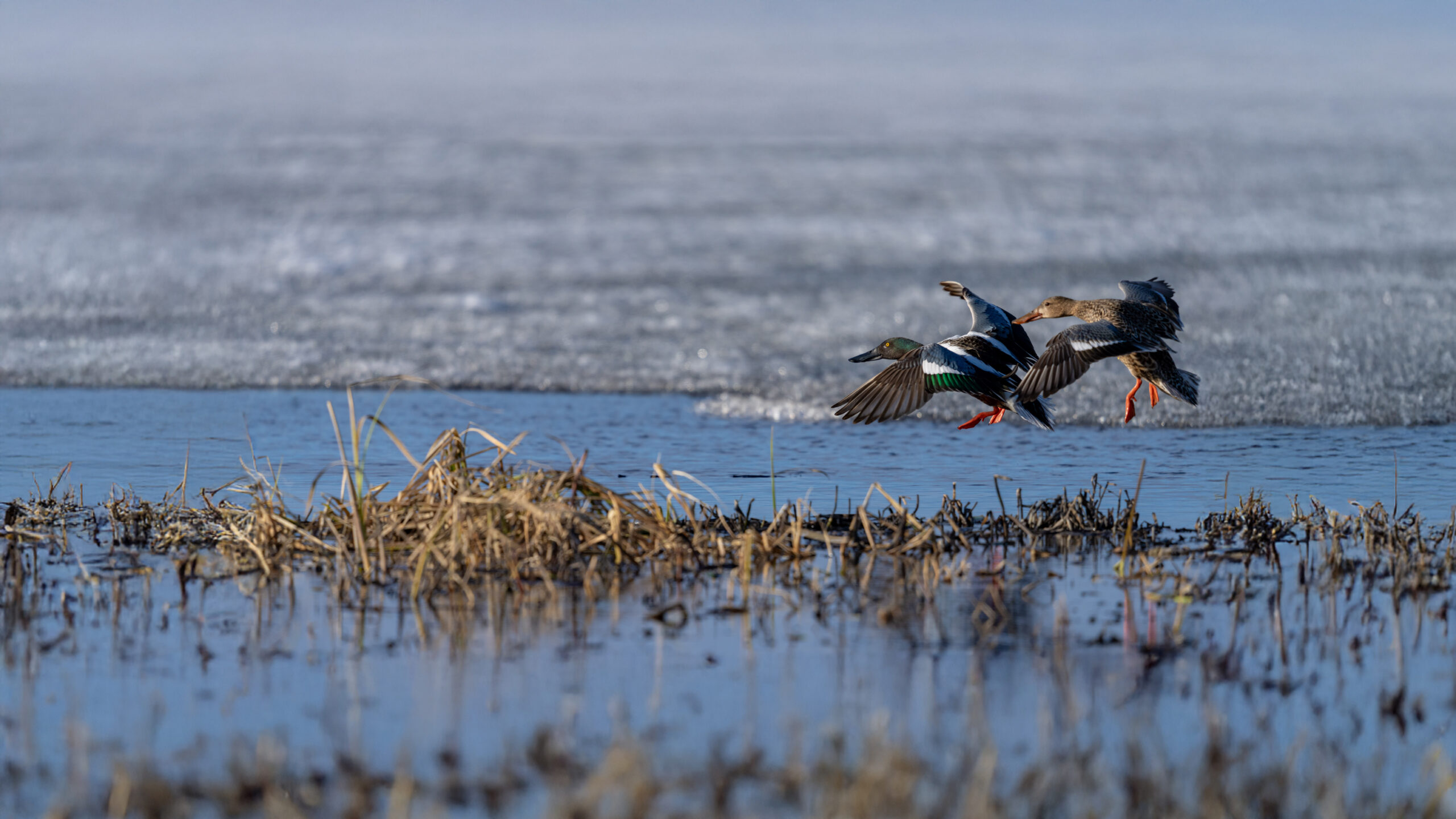 Northern Shoveler pair landing on a icy lake during spring in Alaska