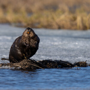 Beaver sitting on ice edge on lake in Alaska during spring melt