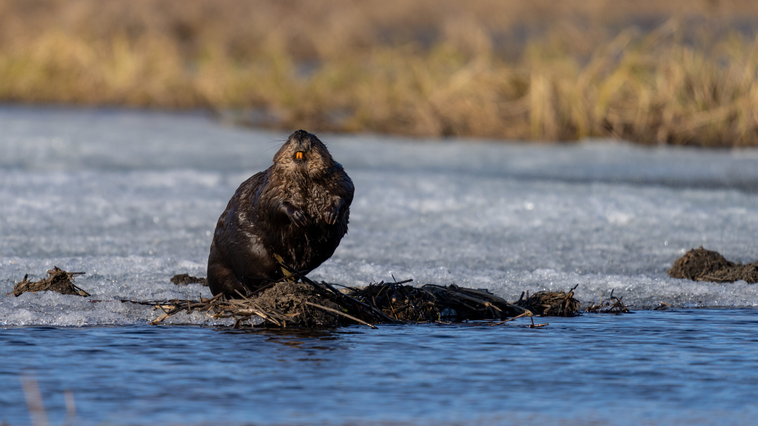 Beaver sitting on ice edge on lake in Alaska during spring melt