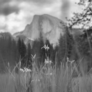 Wildflowers in black and white with Half Dome in the distance