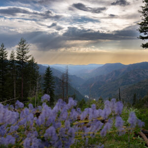 Vibrant sunset over valley with wildflowers and tall spruce trees